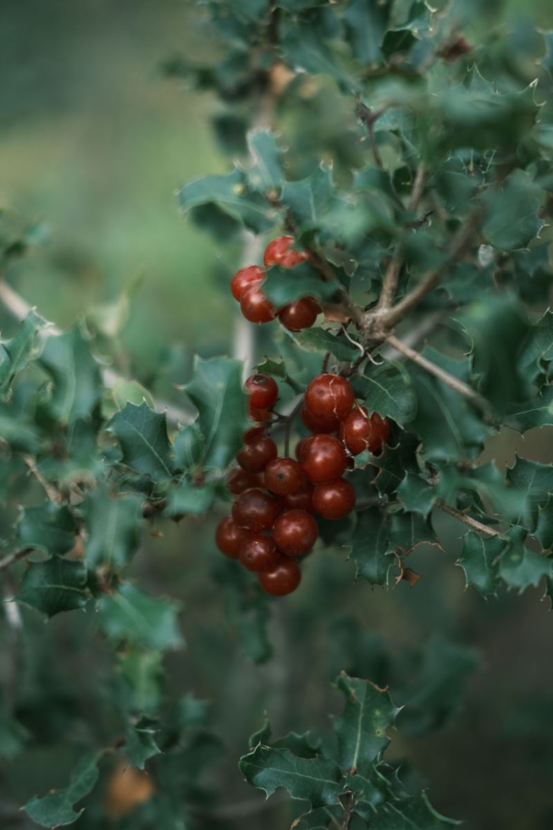 Possumhaw Holly