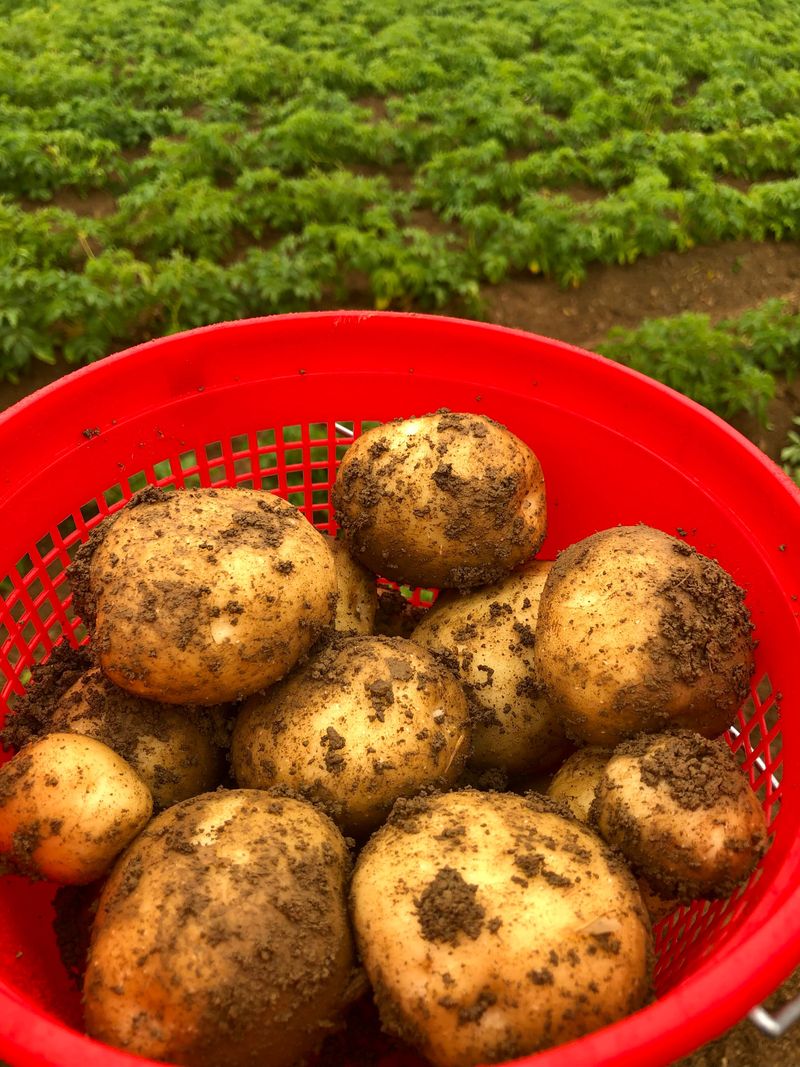 Potatoes Potatoes