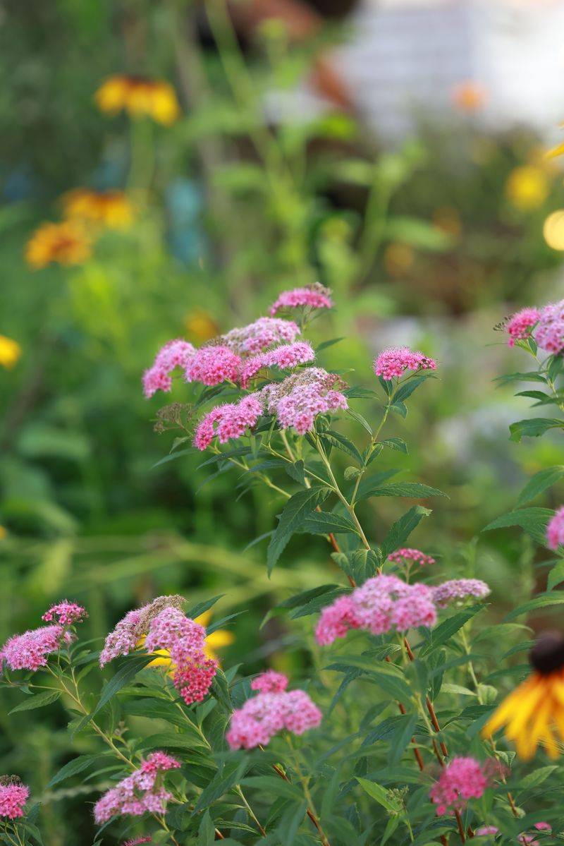 Potentilla And Spirea Wait Until Late Winter Potentilla And Spirea Wait Until Late Winter