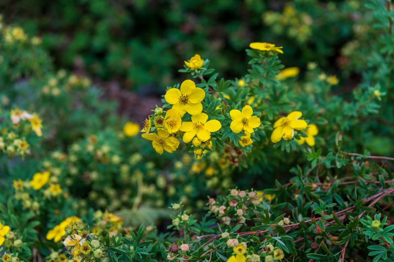 Potentilla Handles Shaping Without Losing Blooms