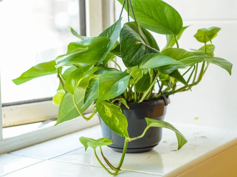 Pothos Pothos