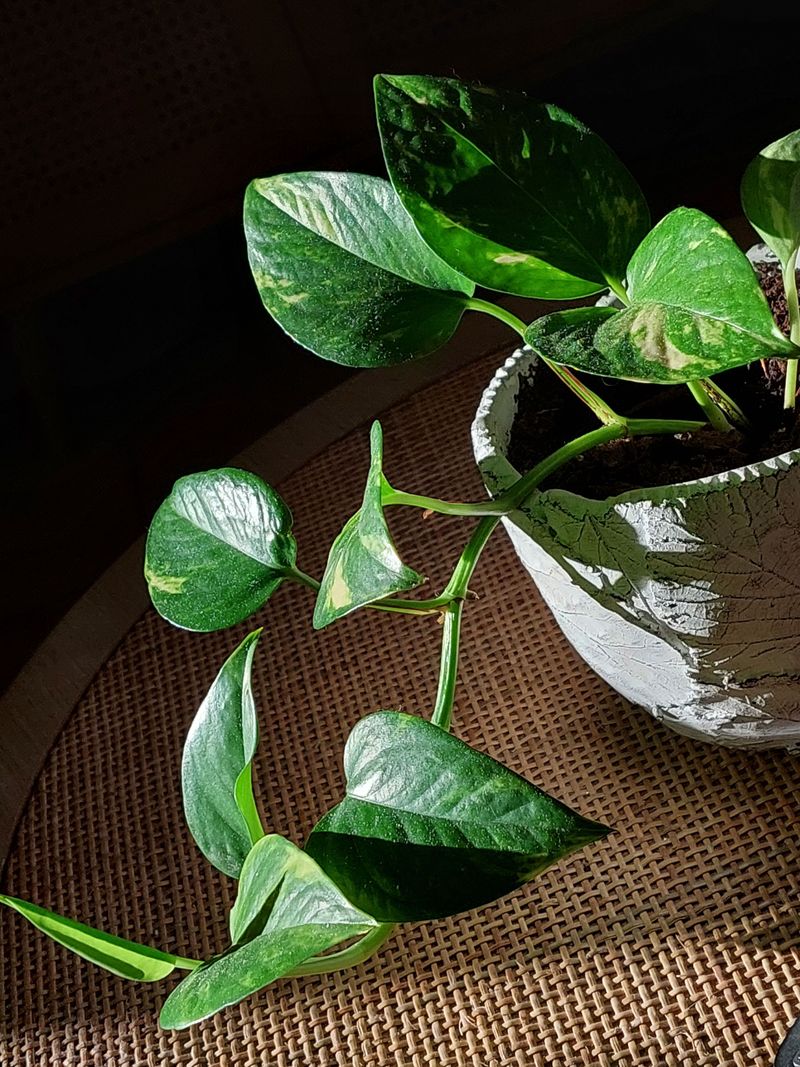 Pothos Pothos
