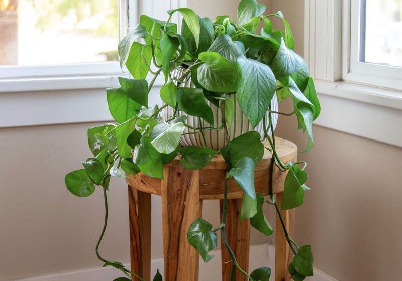 Pothos