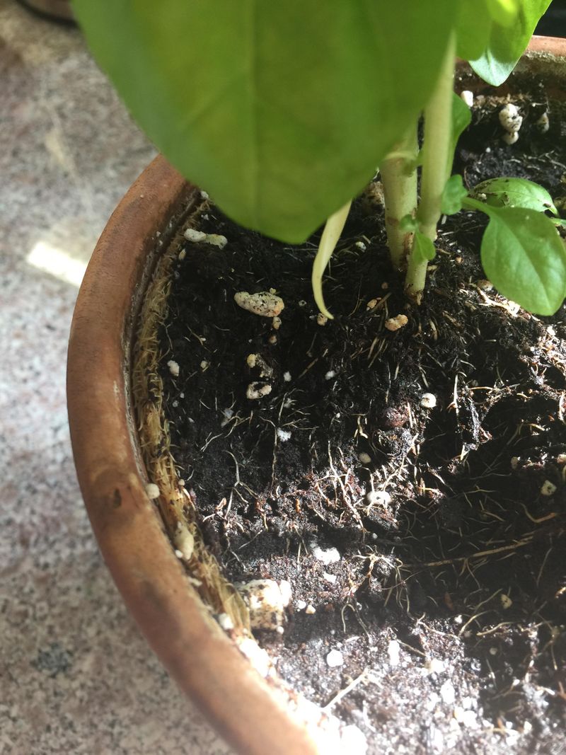 Pots May Be Too Small Pots May Be Too Small