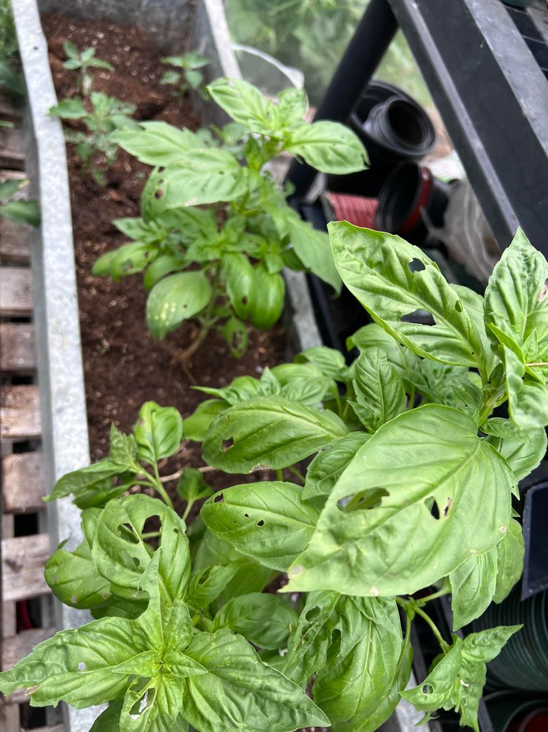 Pots, Trays, And Edging Can Hide The Culprit