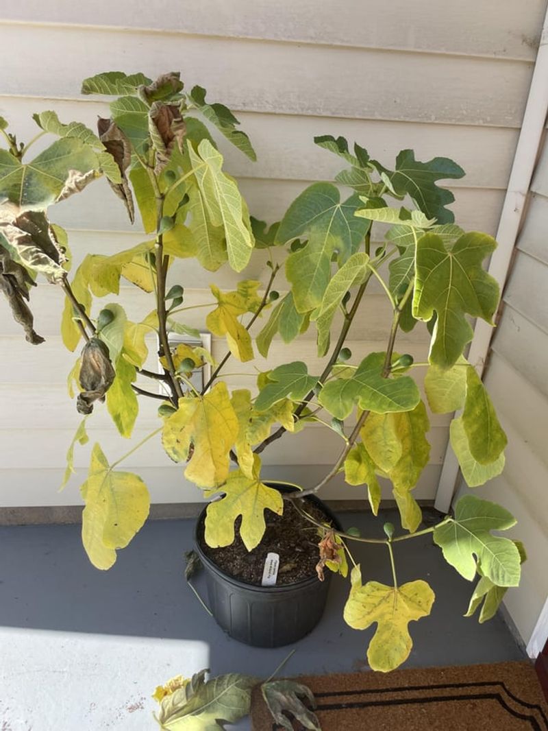 Potted Figs Heat Up Faster Than Garden Figs Potted Figs Heat Up Faster Than Garden Figs