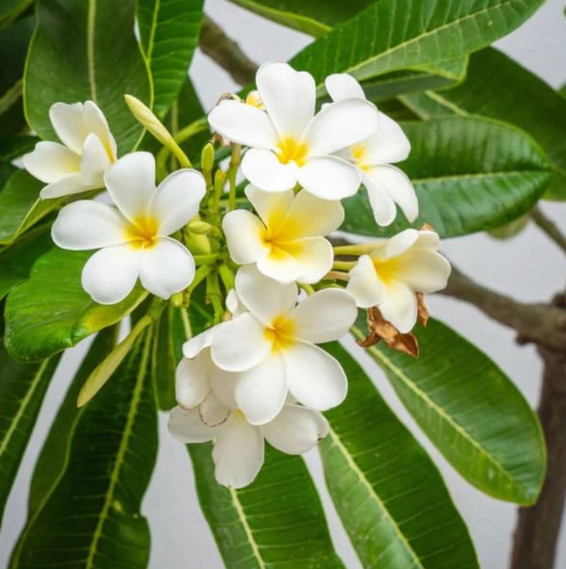 Potted Frangipani Or Plumeria (Plumeria Spp.)