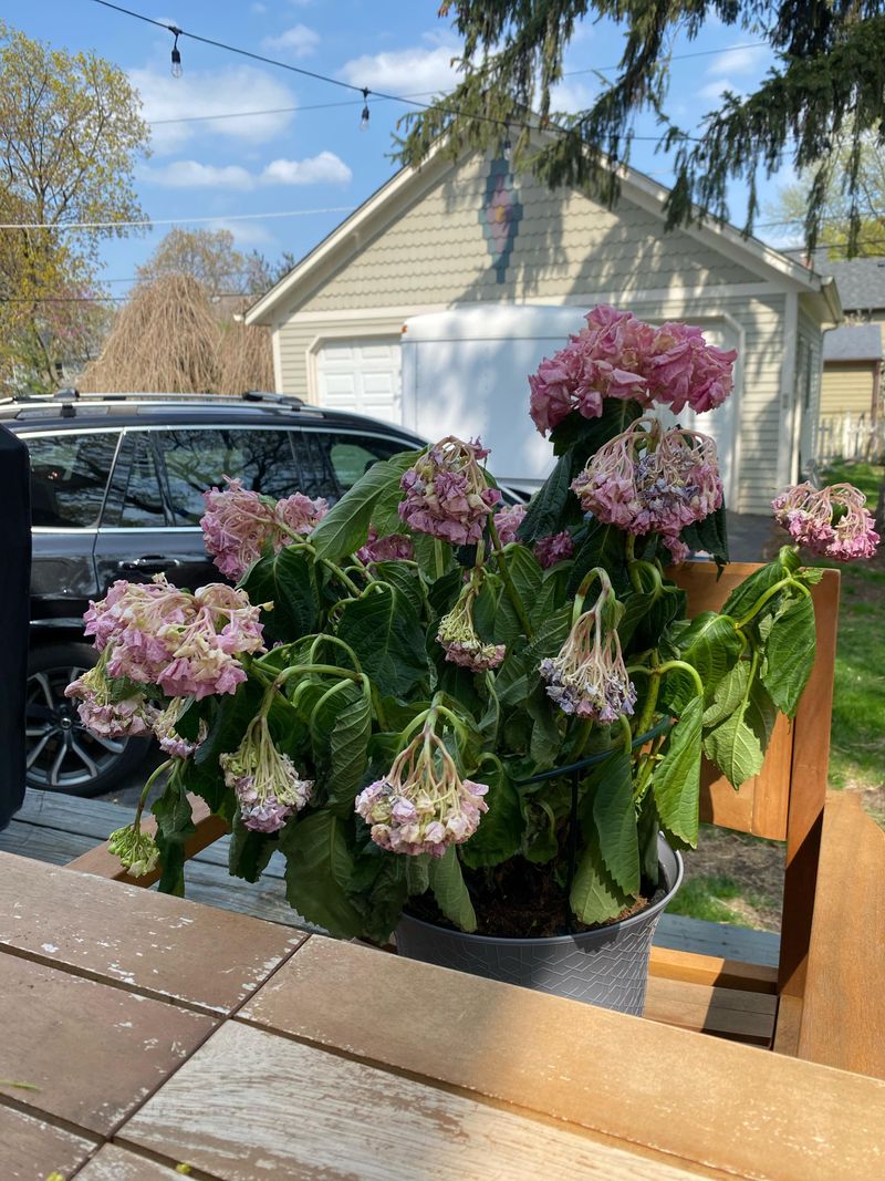 Potted Hydrangeas Dry Out First