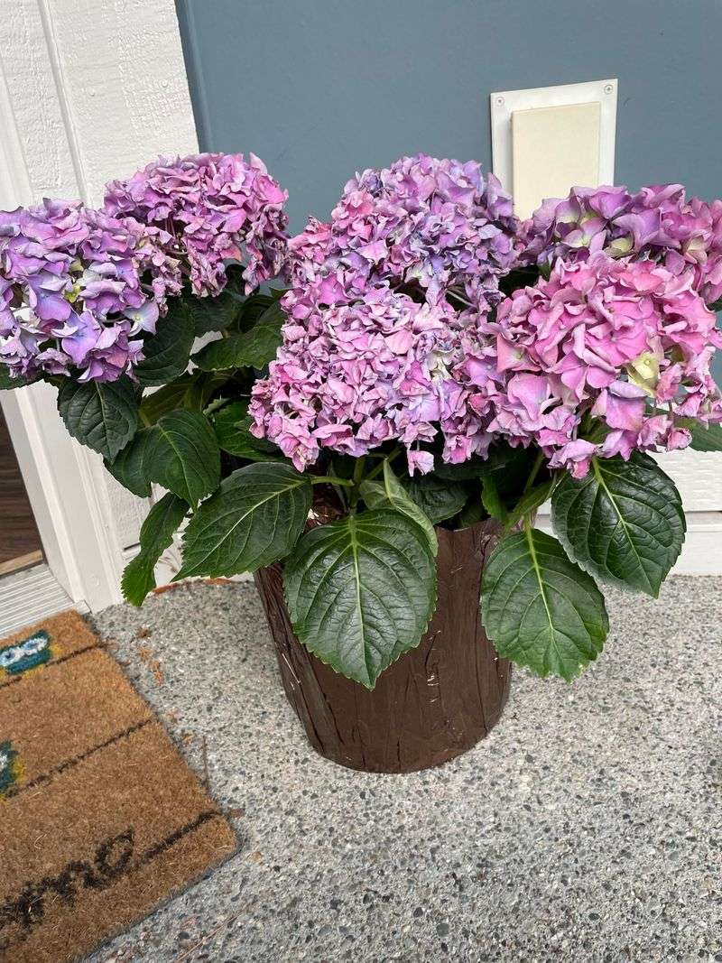 Potted Hydrangeas Need Daily Checks
