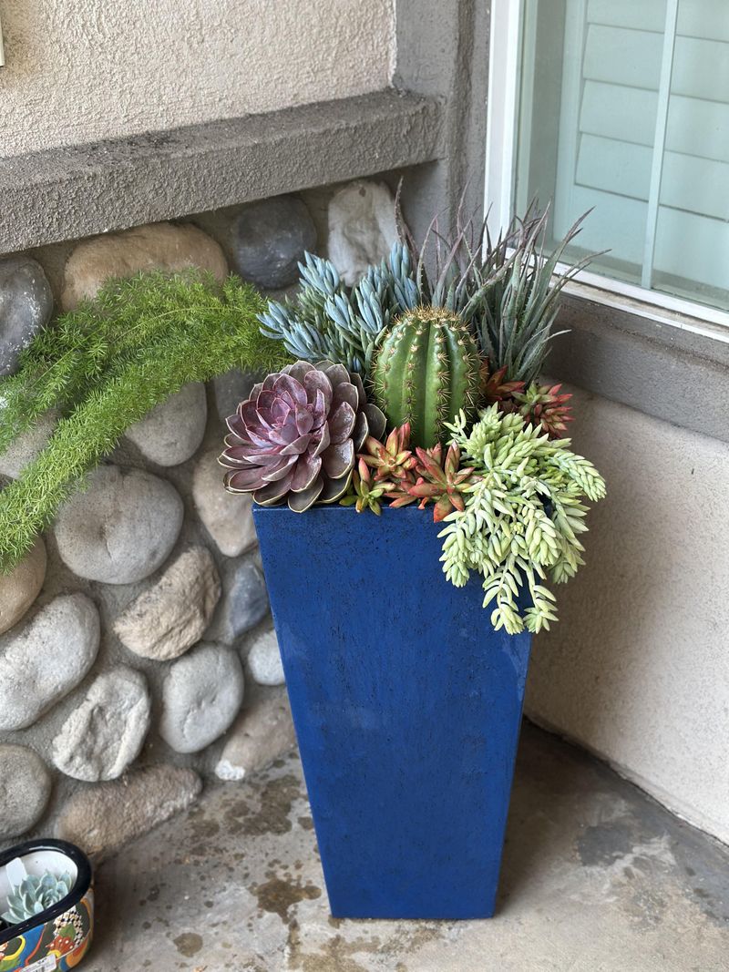 Potted Woody Plants By Doors Potted Woody Plants By Doors