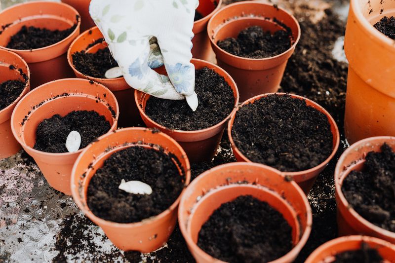 Potting Mix Is Usually Best For Containers Potting Mix Is Usually Best For Containers