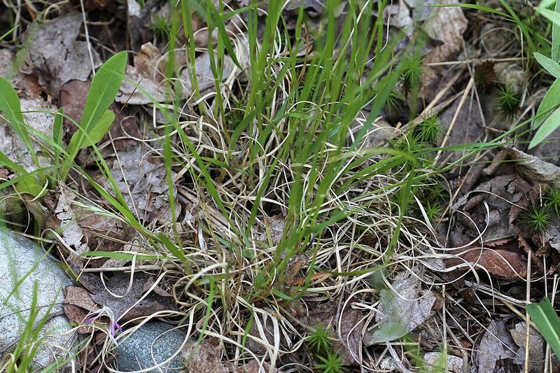 Poverty Oatgrass Poverty Oatgrass