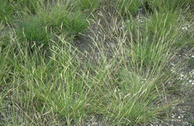 Poverty Oatgrass Handles Dry Conditions Poverty Oatgrass Handles Dry Conditions