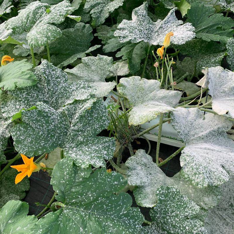 Powdery Mildew Also Loves Stale Humid Air Powdery Mildew Also Loves Stale Humid Air