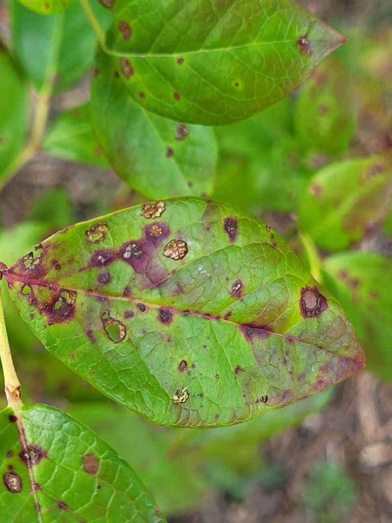 Powdery Mildew Can Look Pale Brown Or Reddish Later Powdery Mildew Can Look Pale Brown Or Reddish Later