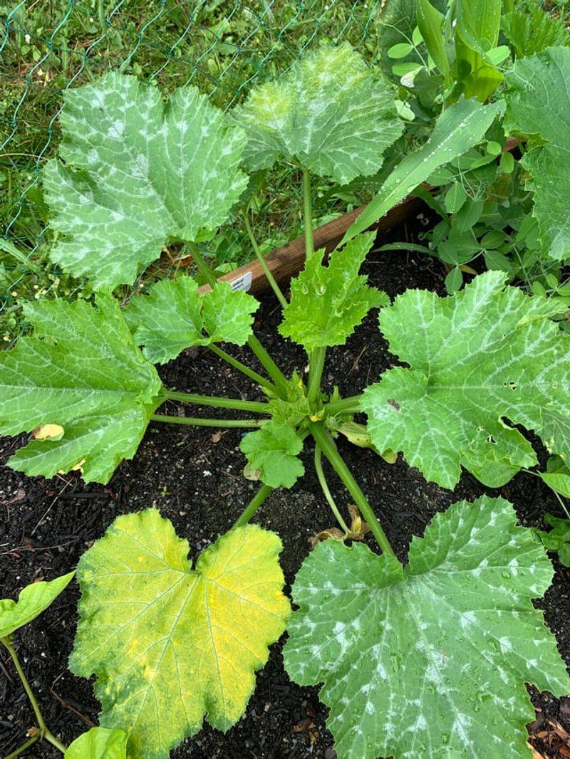 Powdery Mildew Can Start As Pale Spots On Older Leaves Powdery Mildew Can Start As Pale Spots On Older Leaves