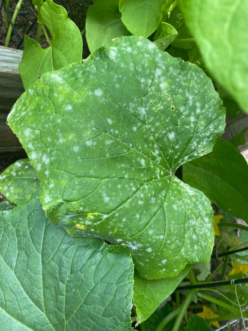 Powdery Mildew Fungus Creates Yellow Halos Around White Spots Powdery Mildew Fungus Creates Yellow Halos Around White Spots