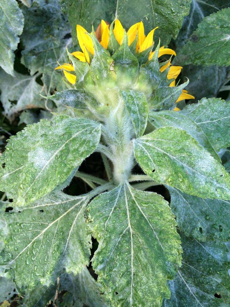 Powdery Mildew Is Covering Mature Lower Foliage Powdery Mildew Is Covering Mature Lower Foliage