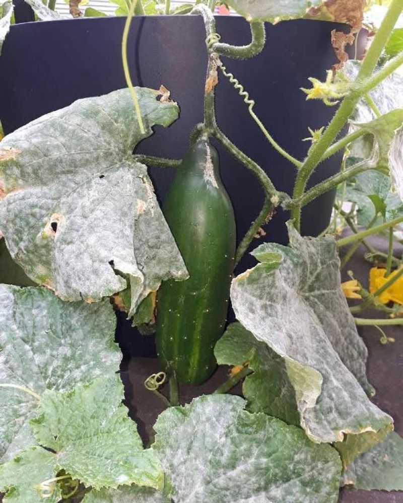 Powdery Mildew Is Starting To Spread Powdery Mildew Is Starting To Spread