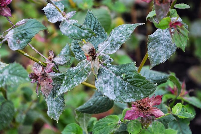 Powdery Mildew Is The Main Reason Powdery Mildew Is The Main Reason