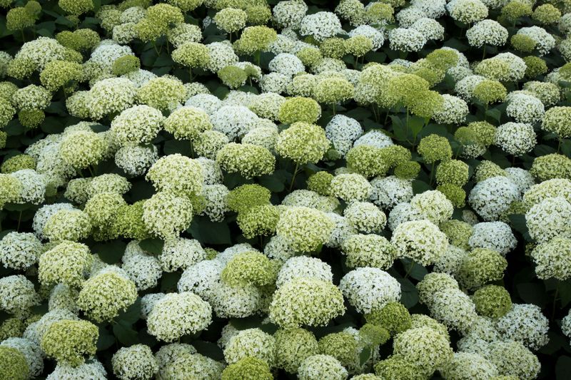 Practical Benefits Of Mass Planting Practical Benefits Of Mass Planting