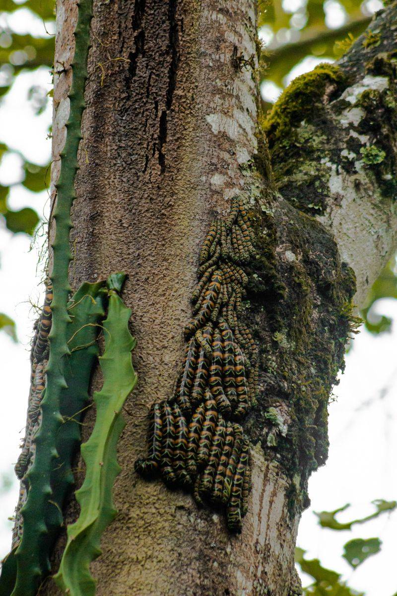 Practical Steps For Protecting Spongy Moth Prone Trees Practical Steps For Protecting Spongy Moth Prone Trees