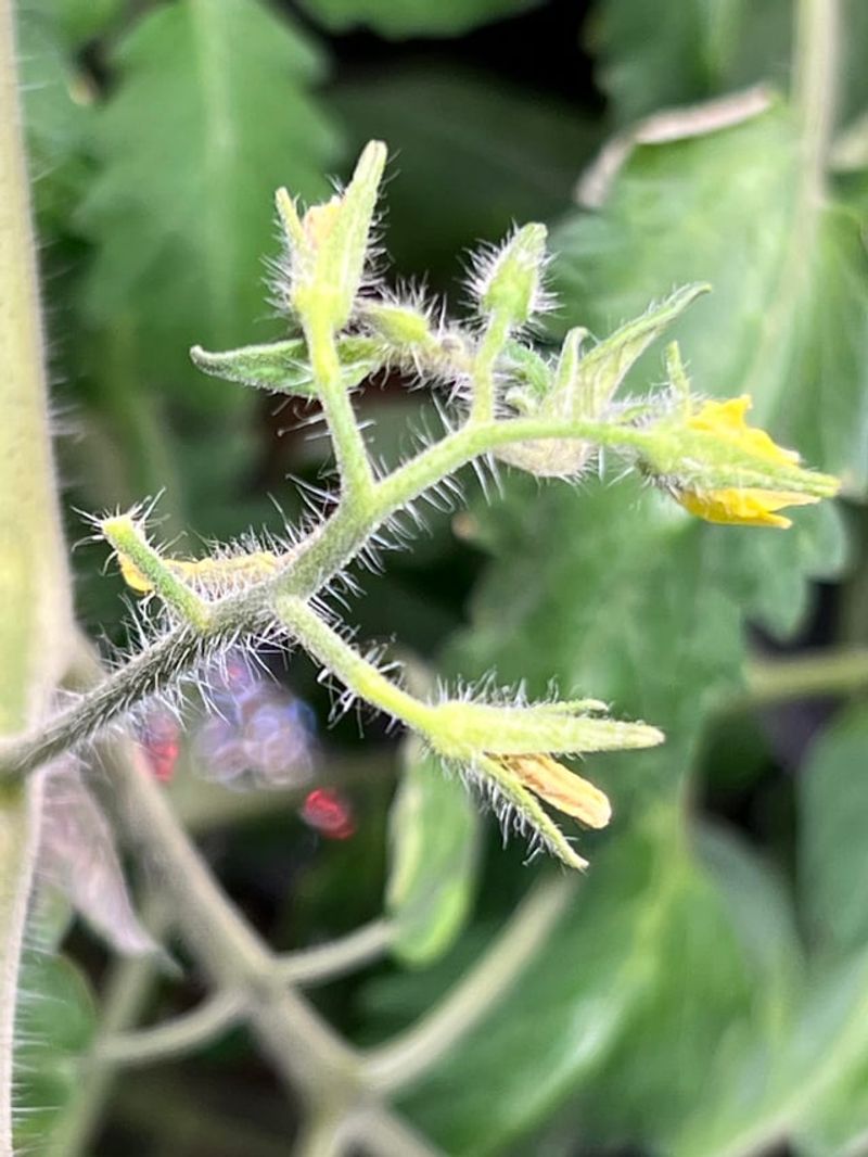 Practical Steps To Help Tomatoes Recover And Set Fruit Practical Steps To Help Tomatoes Recover And Set Fruit