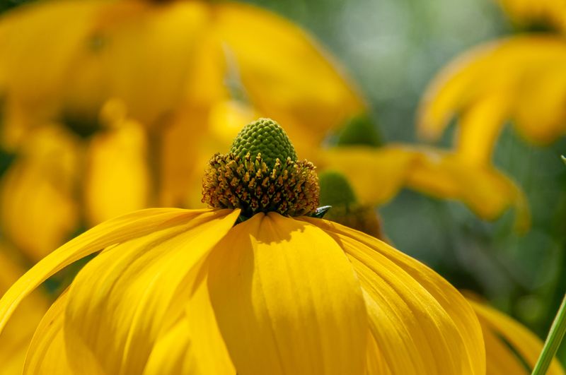 Prairie Coneflower Prairie Coneflower