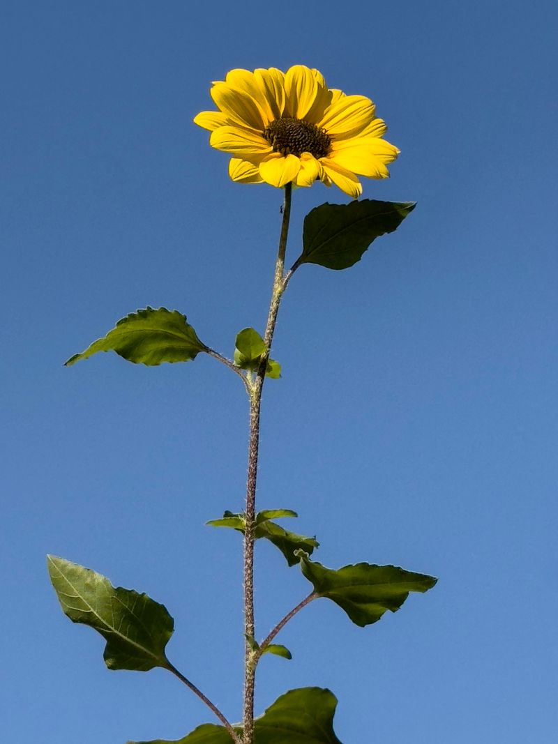 Prairie Dock