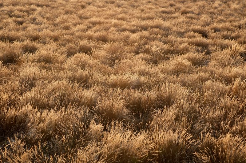 Prairie Dropseed Prairie Dropseed