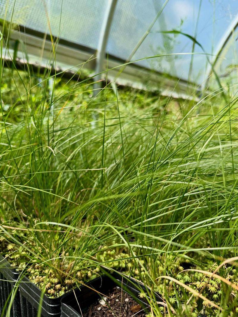 Prairie Dropseed Softens The Slope