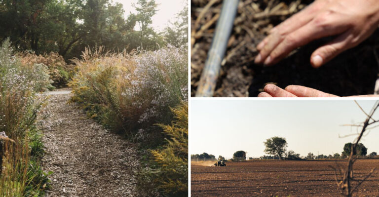 Prairie Restoration Techniques Illinois Homeowners Are Trying In Suburban Yards