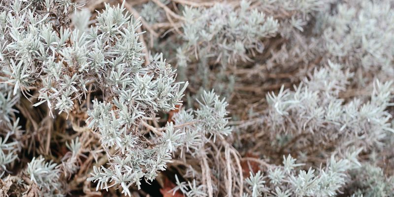 Prairie Sagewort