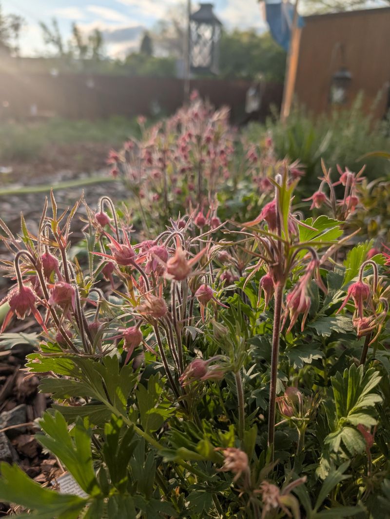 Prairie Smoke Adds Texture After Bloom