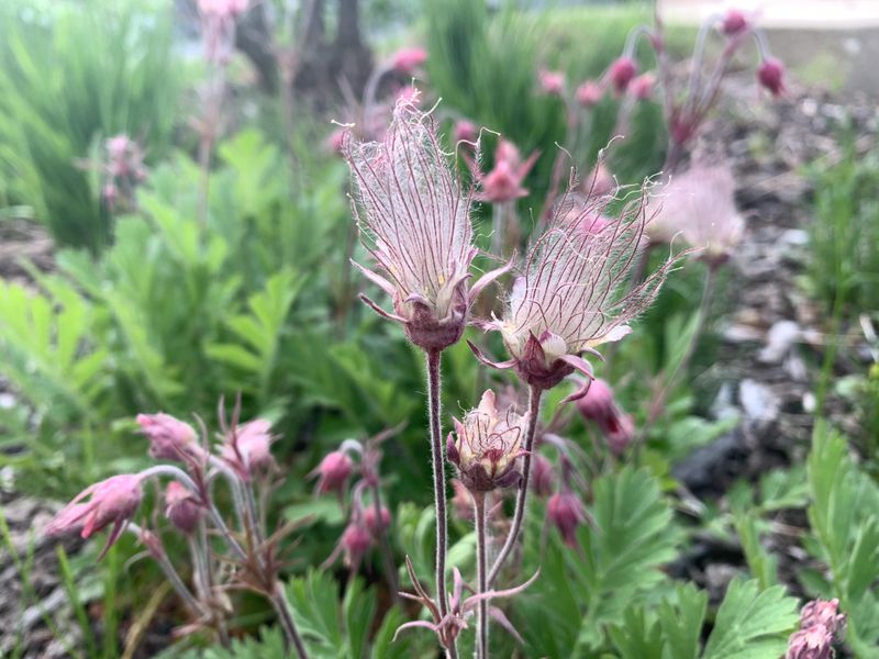 Prairie Smoke Works Best In The Right Site