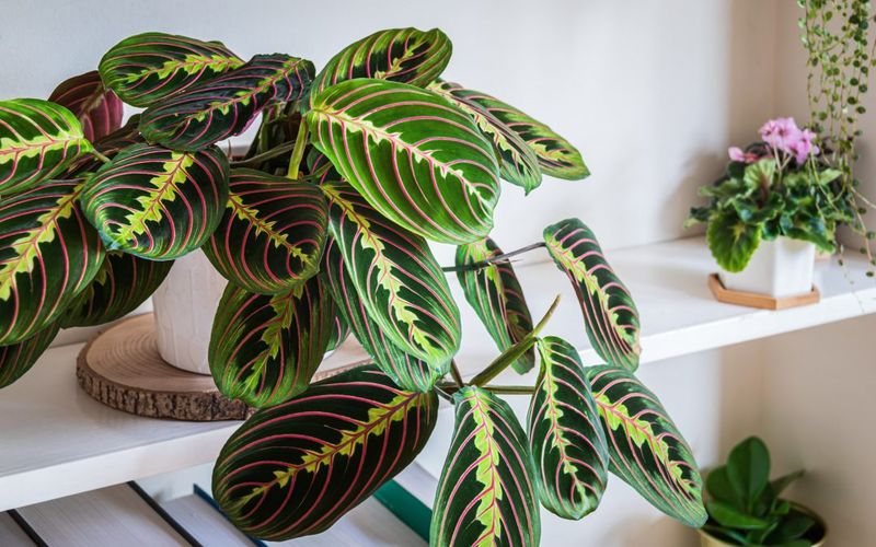 Prayer Plant Prayer Plant