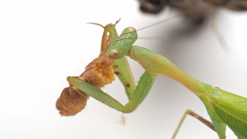 Praying Mantids Grab Passing Insects