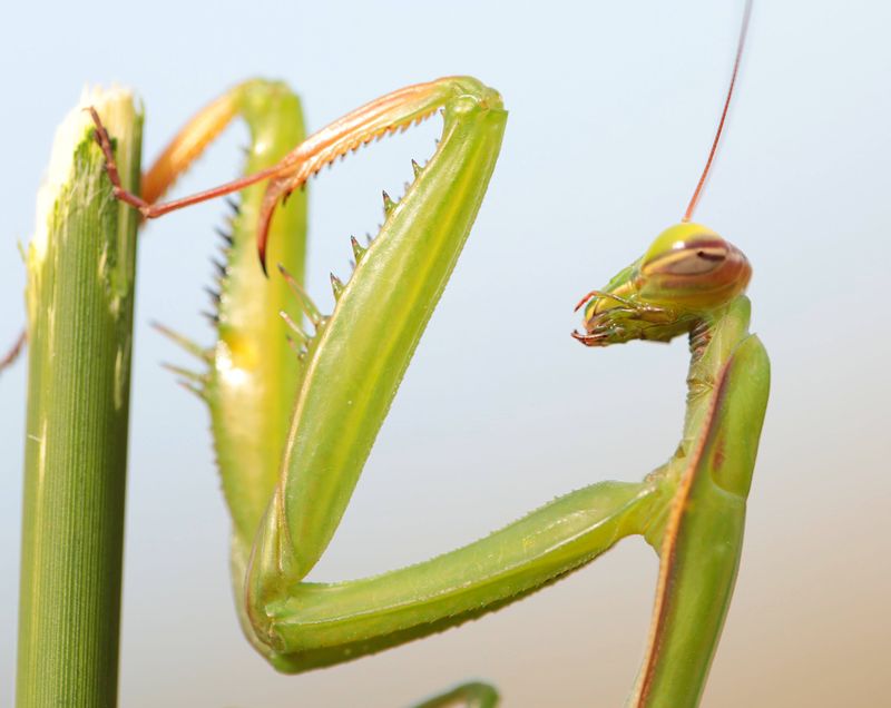 Praying Mantises Praying Mantises