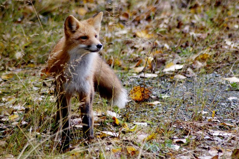 Predators May Be More Active In The Area Predators May Be More Active In The Area