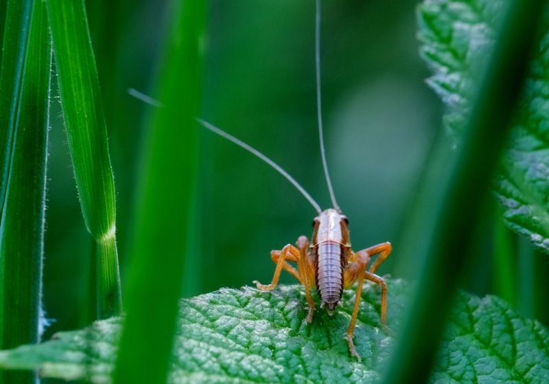 Predators, Pesticides, And Habitat Loss As Less Common Causes Predators, Pesticides, And Habitat Loss As Less Common Causes