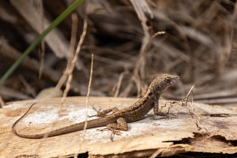 Predators That May Be Reducing Anole Populations Predators That May Be Reducing Anole Populations