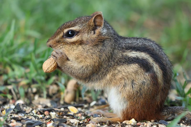 Predators That May Be Reducing Chipmunk Activity