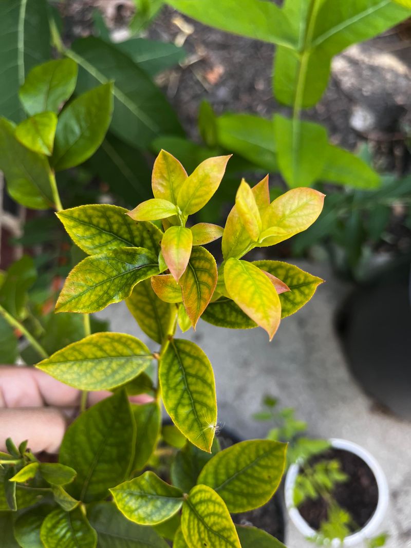 Premature Leaf Yellowing During Summer Premature Leaf Yellowing During Summer