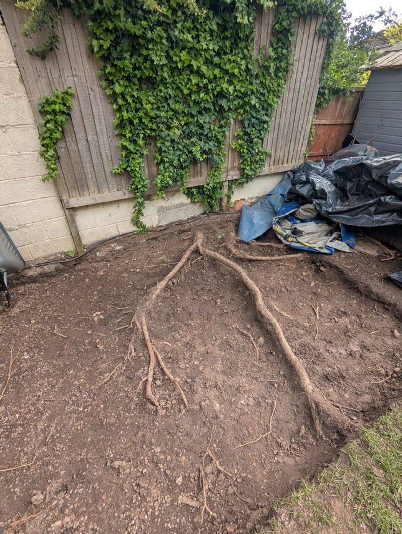 Prep The Soil Without Burying Tree Roots