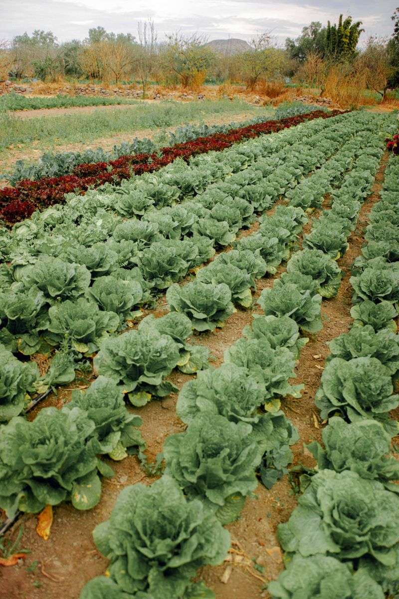 Preparing Beds This Way Skips Chemical Herbicides