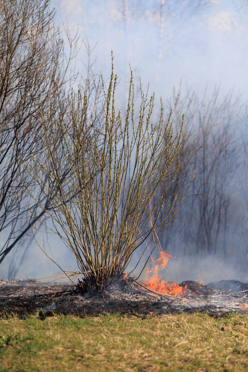 Prescribed And Controlled Burns