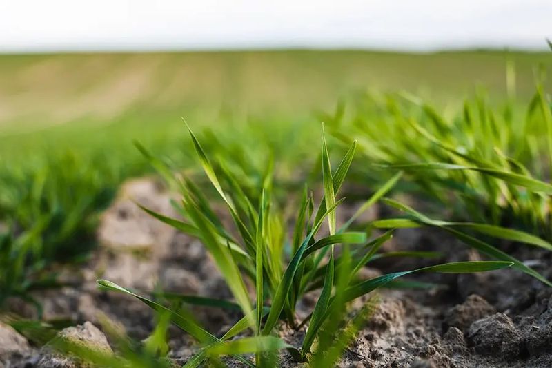 Press Seed Firmly Into Soil Press Seed Firmly Into Soil