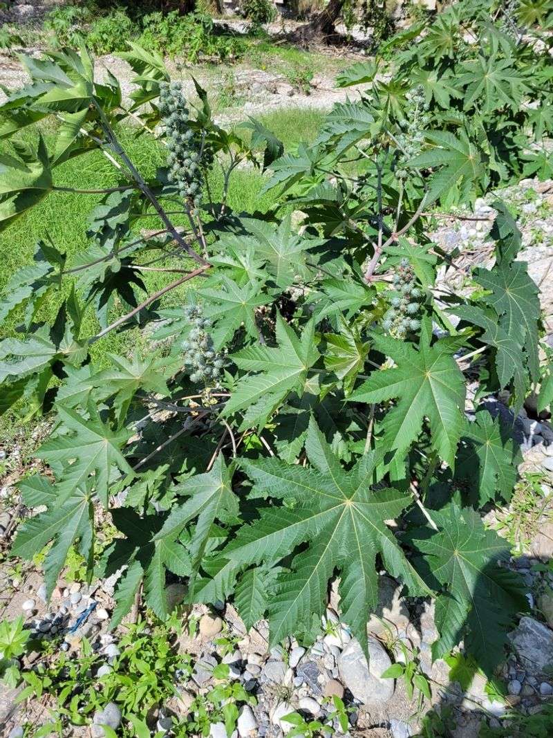 Pretty Leaves Can Hide A Serious Hazard Pretty Leaves Can Hide A Serious Hazard