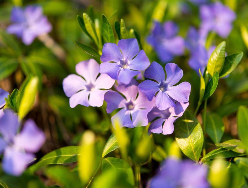 Pretty Purple Flowers Hide An Invasive Habit Pretty Purple Flowers Hide An Invasive Habit