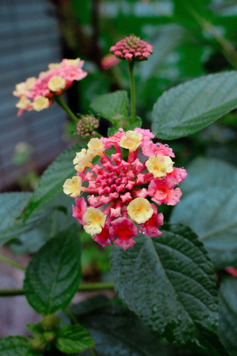 Preventing Berries On Non-Sterile Varieties Preventing Berries On Non-Sterile Varieties